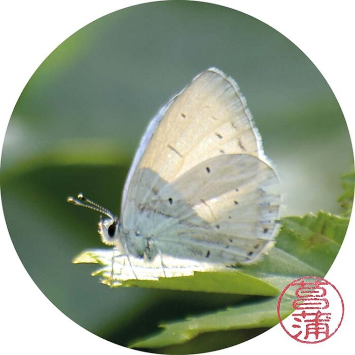 Boomblauwtje – Celastrina argiolus