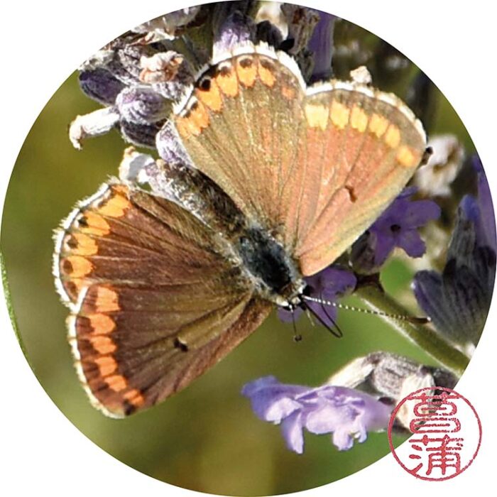 Bruin Blauwtje – Aricia agestis