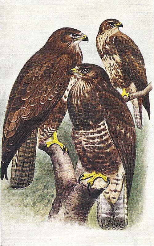 Buizerd – buteo buteo