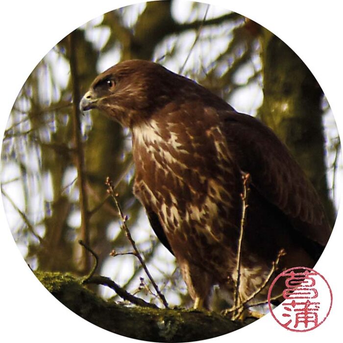 Buizerd – buteo buteo