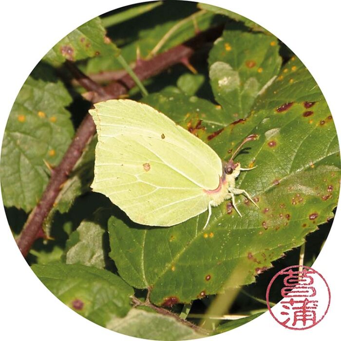 Citroenvlinder – Gonepteryx rhamni