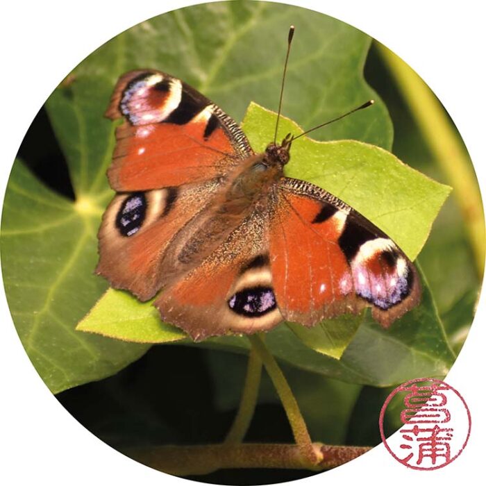 Dagpauwoog – Aglais io
