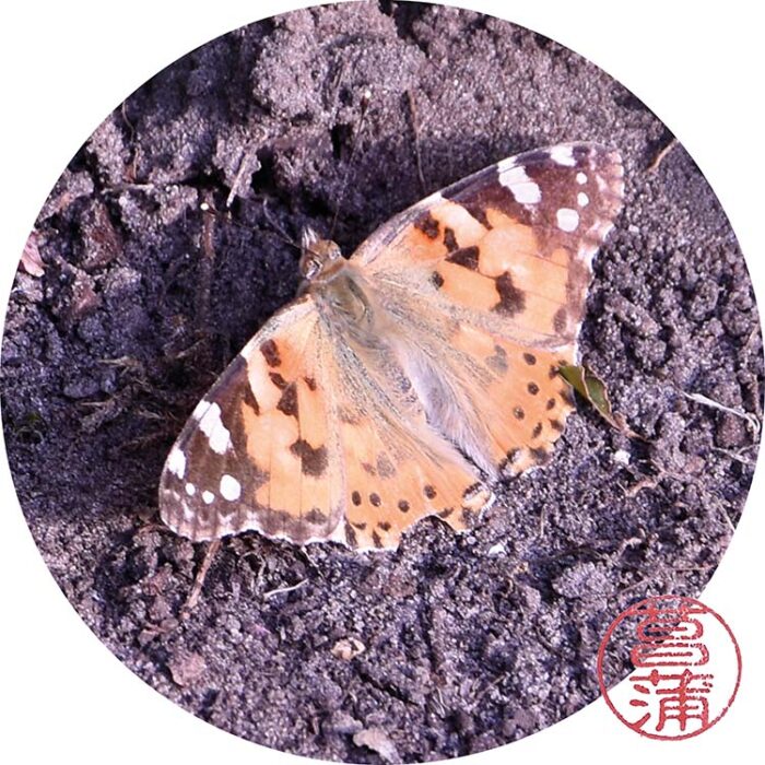 Distelvlinder – Vanessa cardui