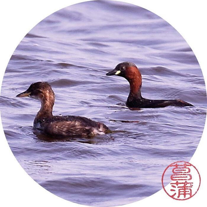 Dodaars – Tachybaptus ruficollis