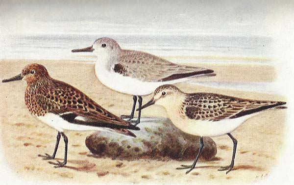 Drieteenstrandloper – Calidris alba