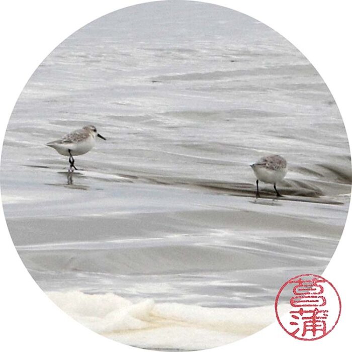 Drieteenstrandloper – Calidris alba