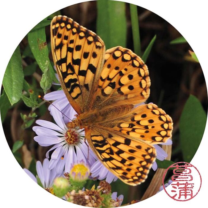 Duinparelmoervlinder – Fabriciana niobe