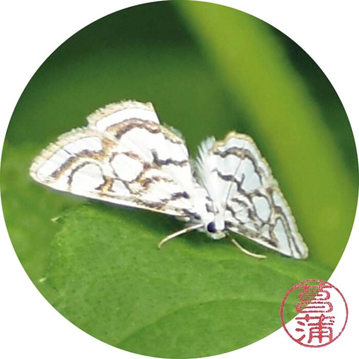 Egelskopmot – Nymphula nitidulata