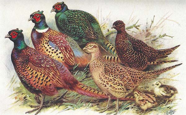 Fazant – Phasanius colchius