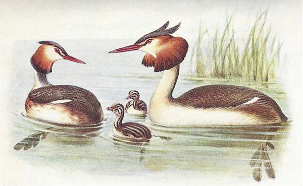 Fuut – Podiceps cristatus