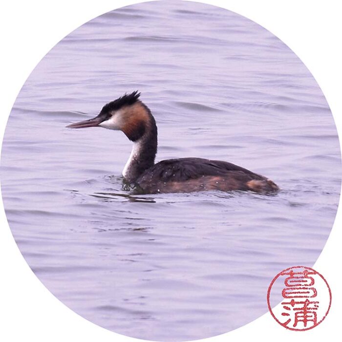 Fuut – Podiceps cristatus