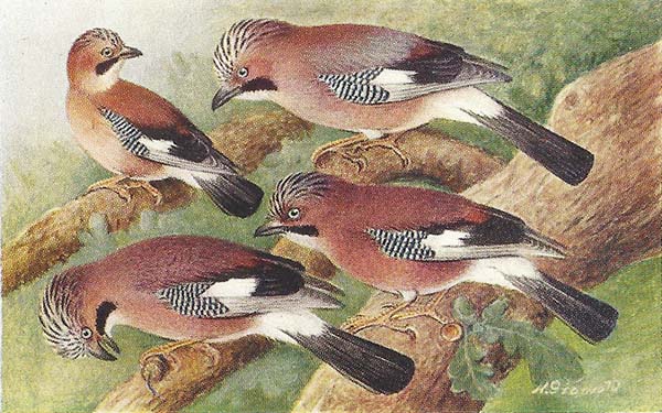 Gaai – Garrulus glandarius