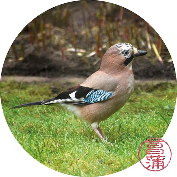 Gaai – Garrulus glandarius
