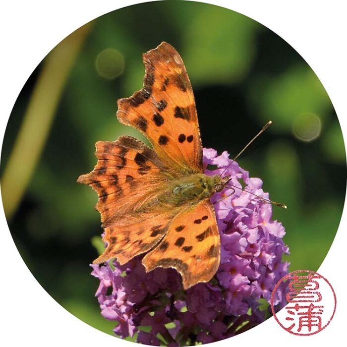 Gehakkelde aurelia – Polygonia c-album