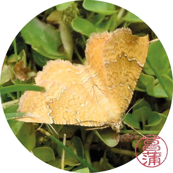 Gestreepte Goudspanner – Camptogramma bilineata