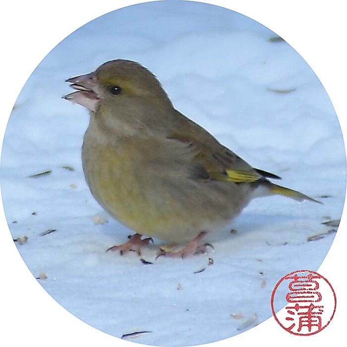 Groenling – Chloris chloris