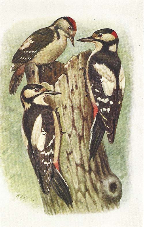 Grote bonte specht – Dendrocopus major