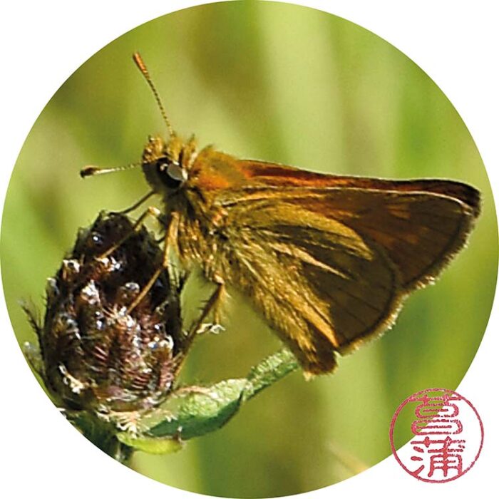 Groot dikkopje – Ochlodes sylvanus