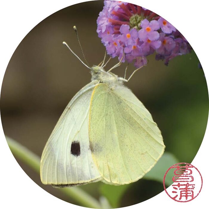 Groot Koolwitje – Pieris brassicae