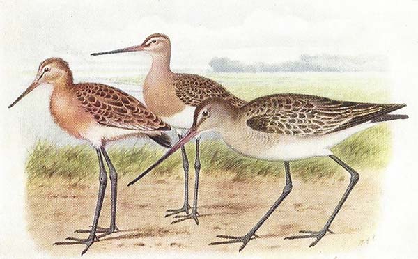 Grutto – Limosa limosa