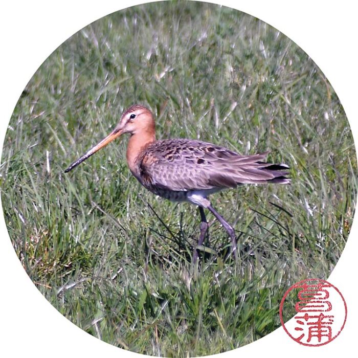 Grutto – Limosa limosa