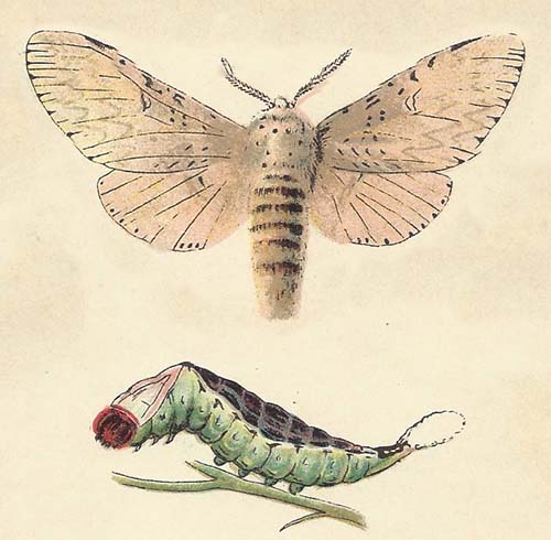 Hermelijnvlinder – Cerura vinula