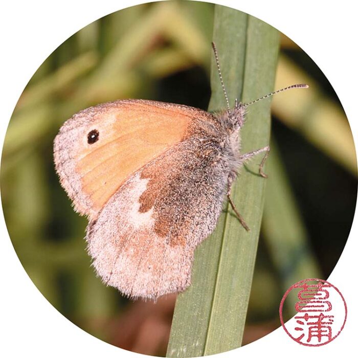Hooibeestje – Coenonympha pamphilus