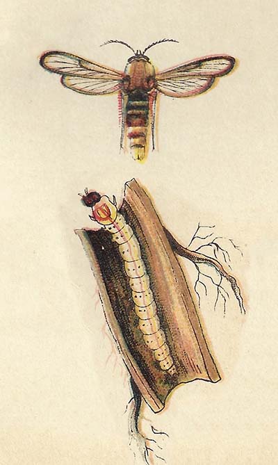 Hoornaarvlinder – Sesia apiformis