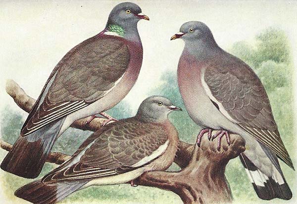 Houtduif – Columba palumbus