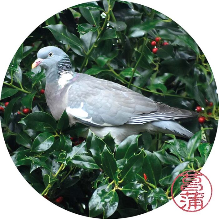 Houtduif – Columba palumbus