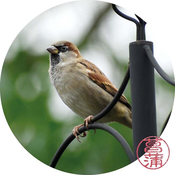 Huismus – Passer domesticus