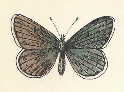 Icarusblauwtje – Polyommatus icarus