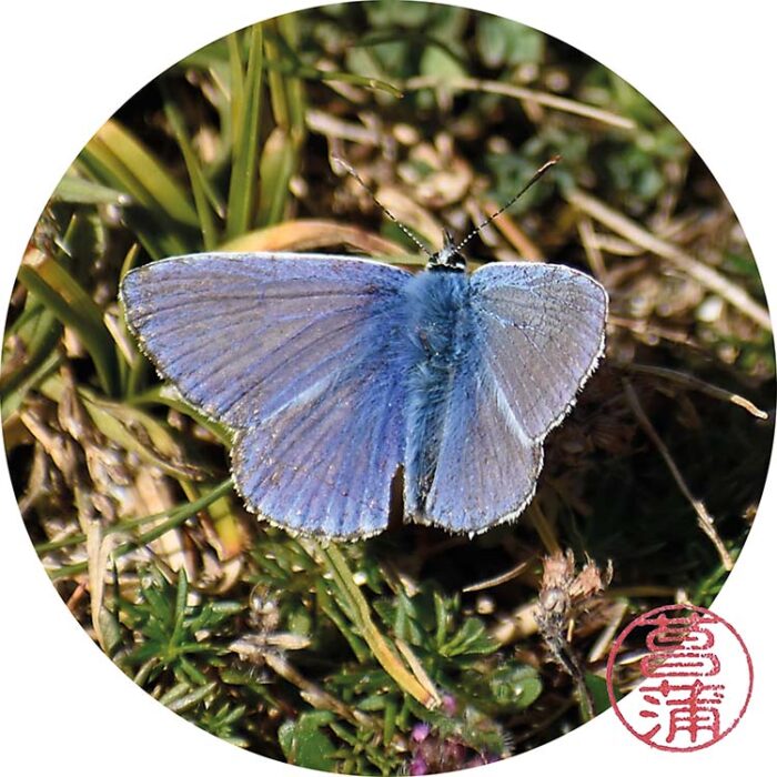Icarusblauwtje – Polyommatus icarus