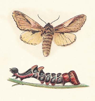 Kameeltje – Notodonta ziczac