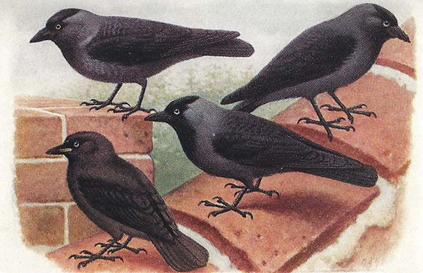Kauw – Corvus monedula