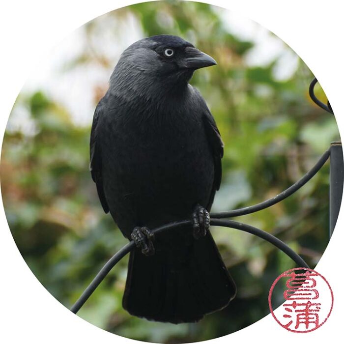 Kauw – Corvus monedula