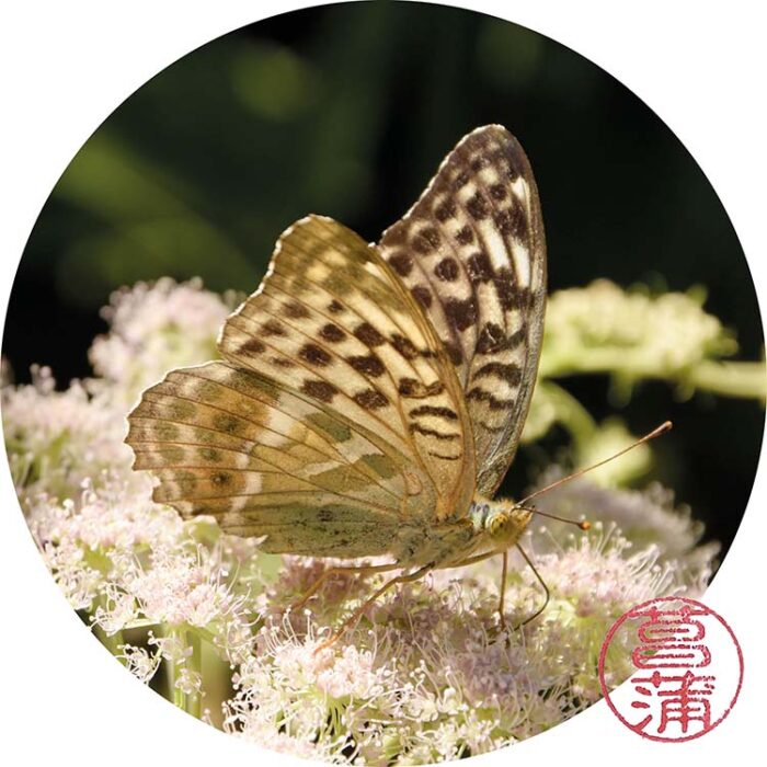 Keizersmantel forma valesina – Argynnis paphia f. valesina