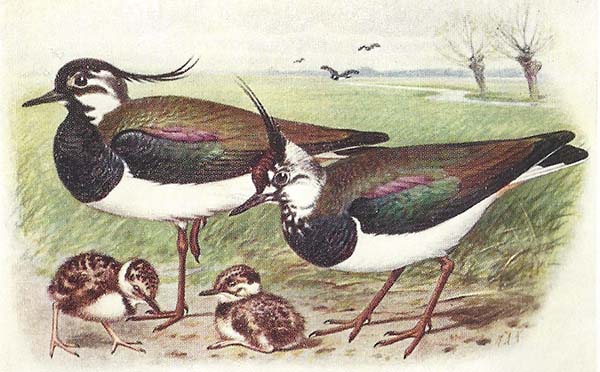 Kievit – Vanellus vanellus