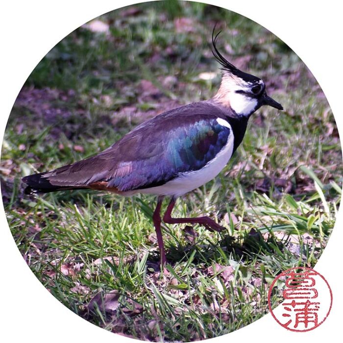Kievit – Vanellus vanellus