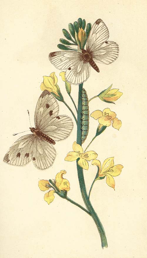 Klein koolwitje – Pieris rapae