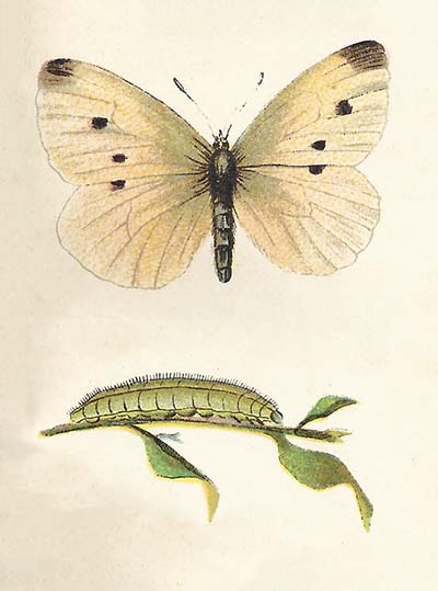 Klein koolwitje – Pieris rapae