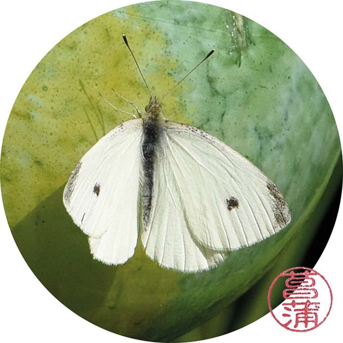 Klein koolwitje – Pieris rapae