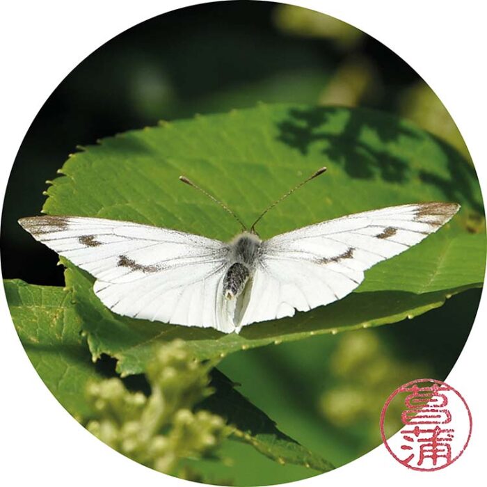 Klein geaderd witje – Pieris napi