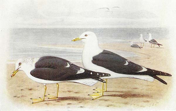 Kleine Mantelmeeuw – Larus fuscus