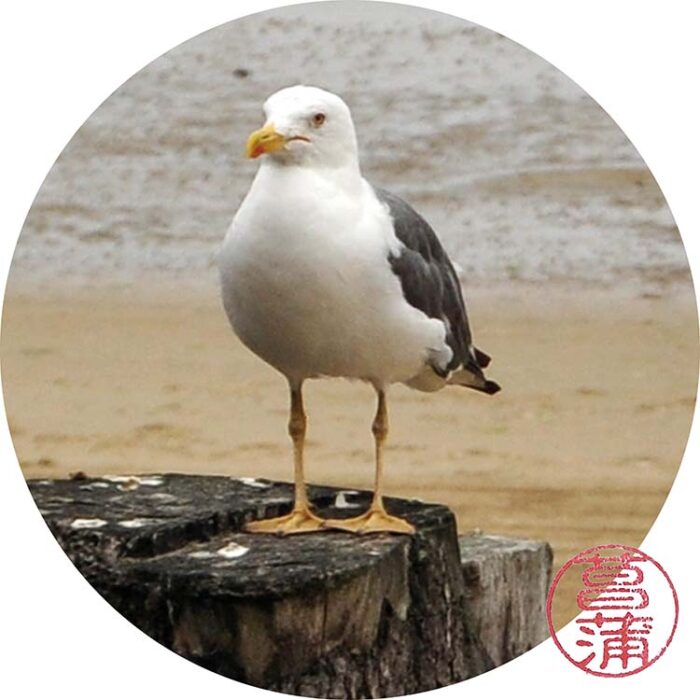 Kleine Mantelmeeuw – Larus fuscus