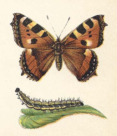 Kleine vos – Aglais urticae