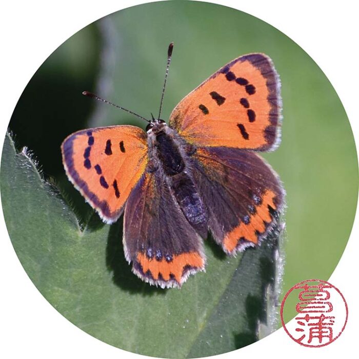 Kleine vuurvlinder – Lycaena phlaeas