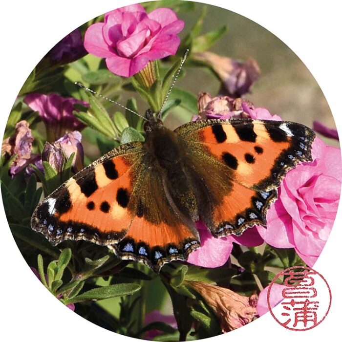 Kleine vos – Aglais urticae