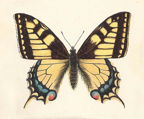Koninginnenpage – Papilio machaon