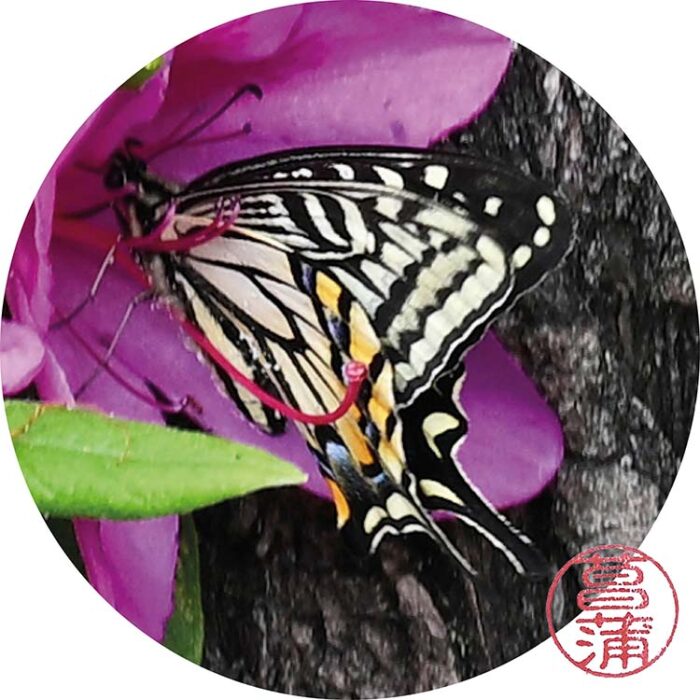 Koninginnenpage – Papilio machaon